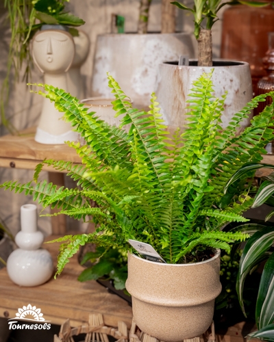 Fougère Air So Pur en pot, plante anti-humidité et purificatrice pour assainir l’air intérieur